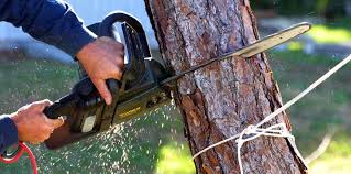 Best Tree Removal Services  in Progreso, TX